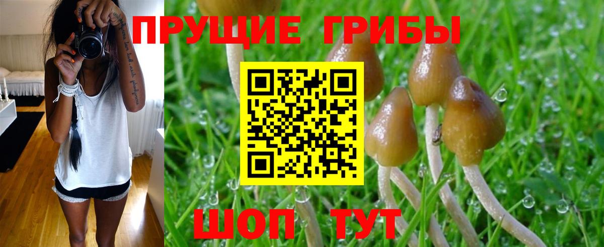 Псилоцибиновые грибы Psilocybe Звенигород